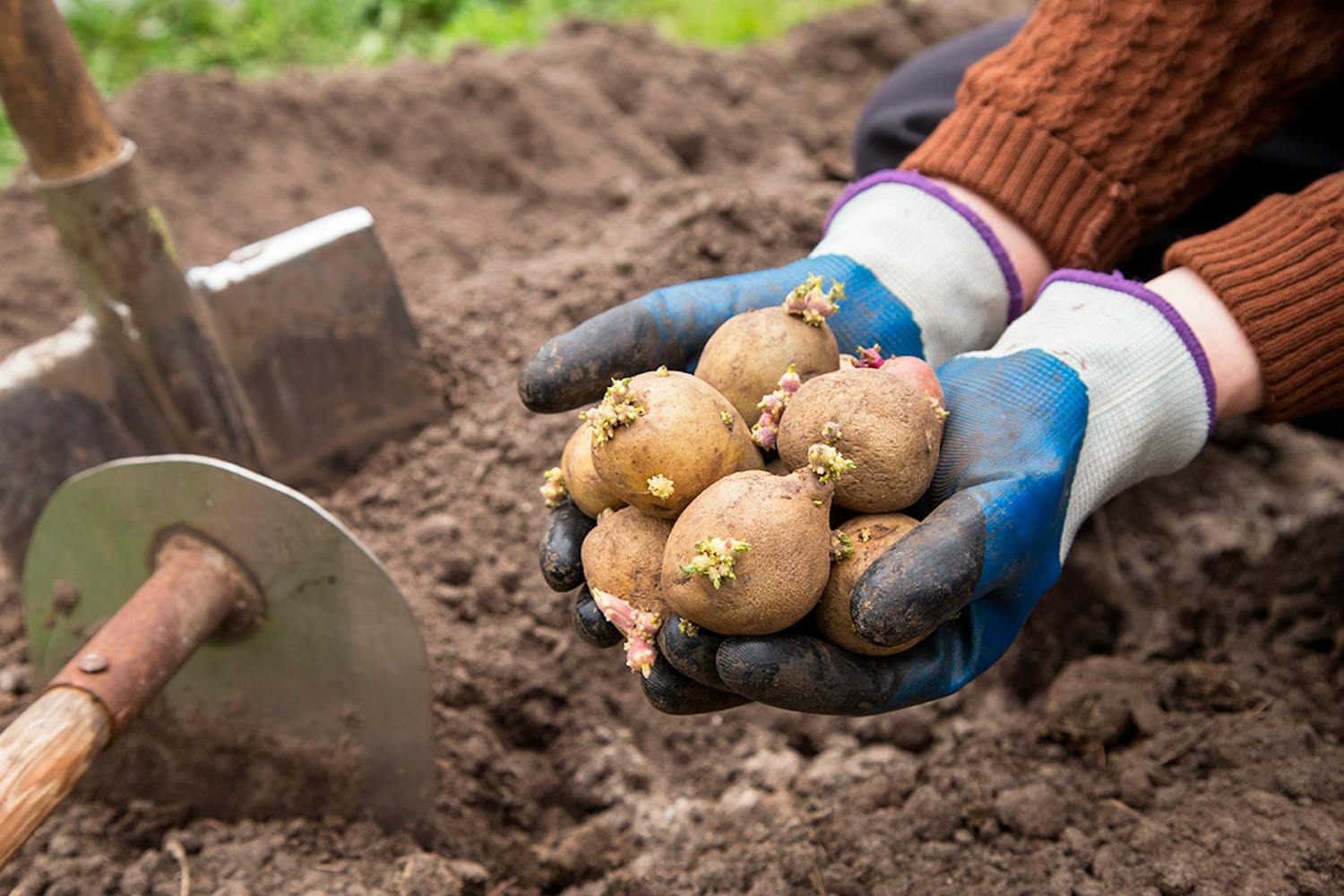 Kartofler til spiring Kartofler med “‘øjne” i det første stadie af forspiringen